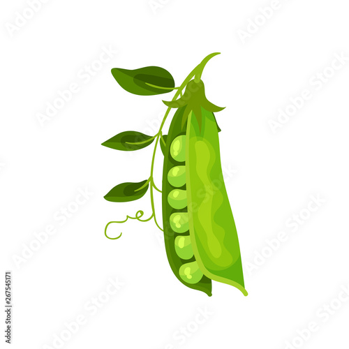 Cuadros en Lienzo Open pea pod. Vector illustration on white background.