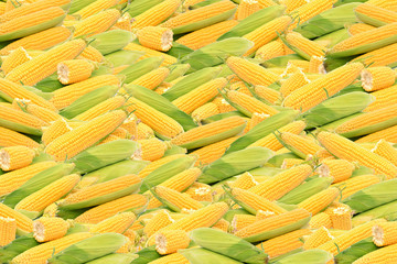 Canvas Print - Corn closeup