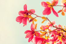 Vintage Blossoming Magnolia Flowers Against The Blue Sky. Springtime