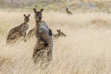 Beautiful Kangaroo Takes On A Strange Position And A Funny Expression, Kangaroo Island, Southern Australia