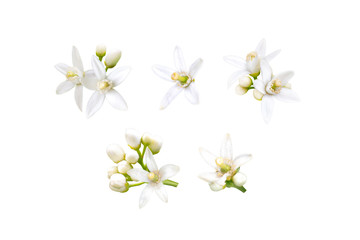Wall Mural - Neroli flowers set isolated on white