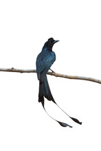 Greater Racket-tailed Drongo Isolated On White Background, Long Tail Black Bird