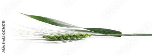 Fotografía Green young ears of wheat isolated on white background