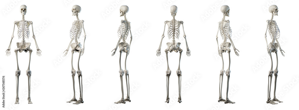3d rendered medically accurate illustration of a womans skeleton - obrazy, fototapety, plakaty 