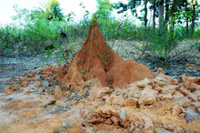 Termite Mound, Or Termite In Green Forest