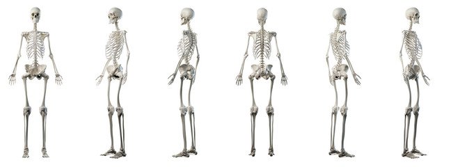 3d rendered medically accurate illustration of a womans skeleton