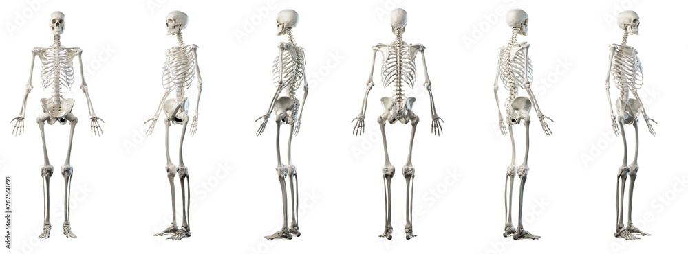 3d rendered medically accurate illustration of mans skeleton - obrazy, fototapety, plakaty 