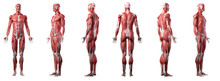 3d Rendered Medically Accurate Illustration Of A Mans Muscle System