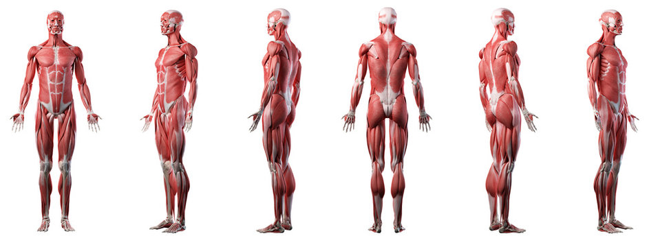3d rendered medically accurate illustration of a mans muscle system