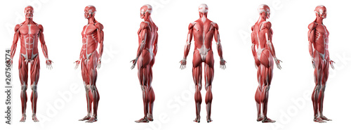 Cuadros en Lienzo 3d rendered medically accurate illustration of a mans muscle system