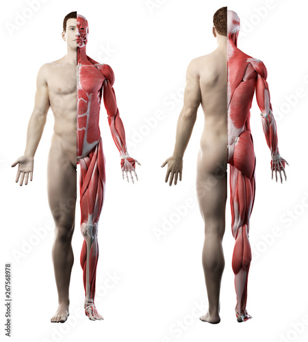 Fotografia  3d rendered medically accurate illustration of the front and back of a mans musc