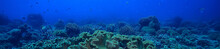 Marine Ecosystem Underwater View / Blue Ocean Wild Nature In The Sea, Abstract Background