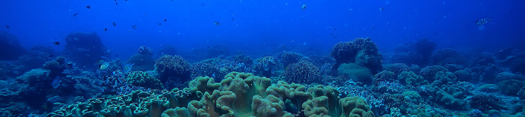 Sticker - marine ecosystem underwater view / blue ocean wild nature in the sea, abstract background