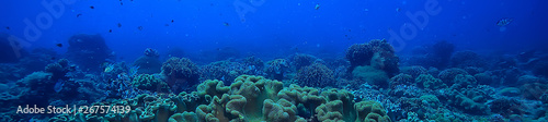 Fotomural marine ecosystem underwater view / blue ocean wild nature in the sea, abstract b