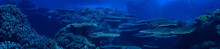 Underwater Scene / Coral Reef, World Ocean Wildlife Landscape
