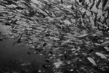 Wall Mural - black white fish group / underwater nature poster design