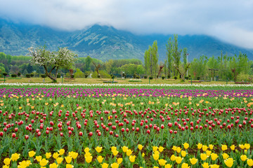 Beautiful tulip flowers is a veritable Eden in Indira Gandhi Memorial Tulip Garden Srinagar is Asia’s largest such garden at Srinagar, Jammu and Kashmir, India