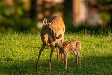 White-tailed Deer Fawn And Doe