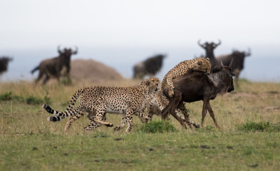 Wall Mural - Cheetahs attacking wildebeest