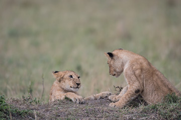 Wall Mural - Two lion cubs playing