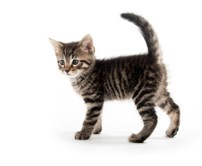 Wall Mural - tabby cat on white background