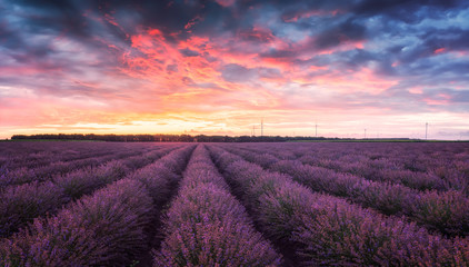 Wall Mural - lavender field at sunrise / stunning view with a beautiful lavender field at sunrise