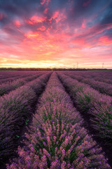Wall Mural - lavender field at sunrise / stunning view with a beautiful lavender field at sunrise