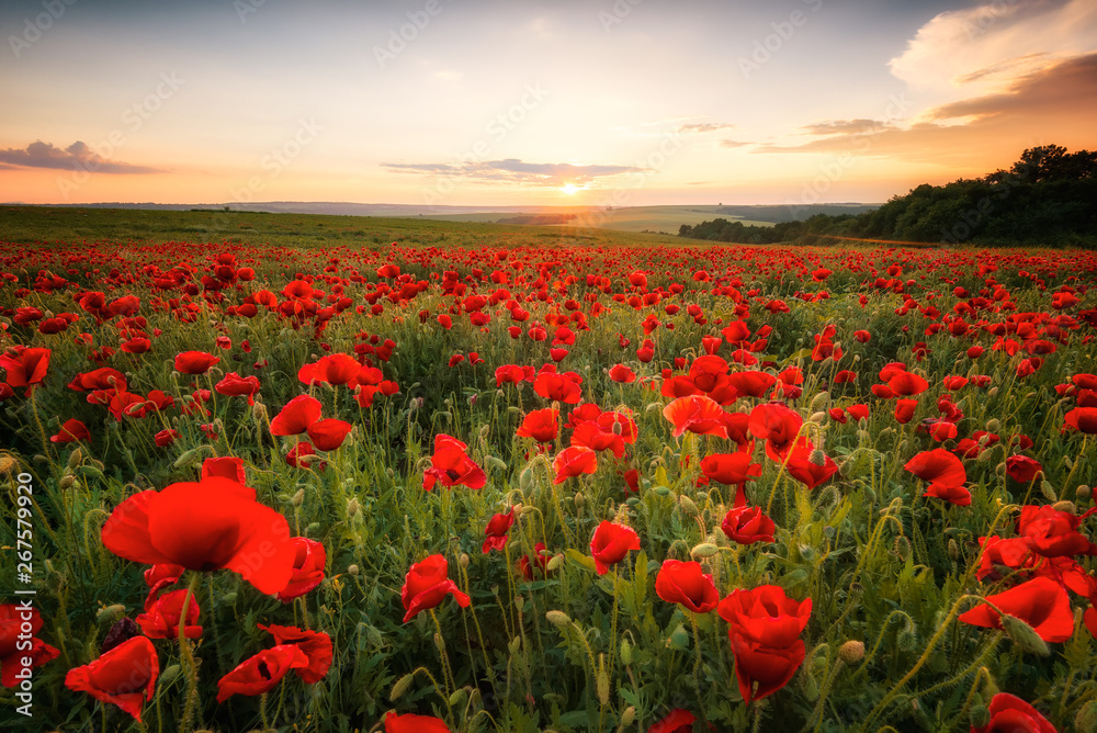 Poppy field at sunset / Amazing view with a spring field and lots of poppies at sunset - obrazy, fototapety, plakaty 