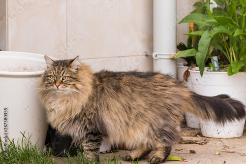 Beautiful Cat With Long Hair Outdoor In A Garden Siberian