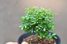 Murraya Paniculata Plant