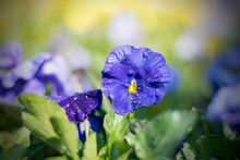 Beautiful Blue Pansies In The Sun And In The Dew