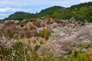 Cherry blossom in Yoshino Park, Japan