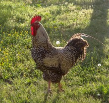 Beautiful And Proud Barred Rock Rooster In His Farmyard