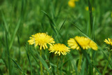 Fototapeta Dmuchawce - spring garden bed of yellow dandelions green plants and grass