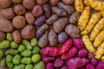 Andean Potatoes Varieties