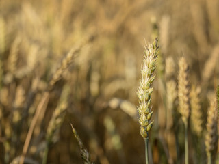 Wheat field under cloudy blue sky in Ukraine