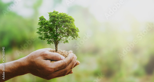 Cuadros en Lienzo hand holdig big tree growing on green background with sunshine