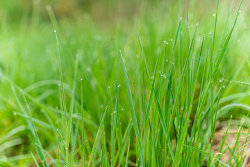 Background of green grass with raindrops in the morning, soft focus. Drops of dew on a green grass