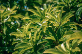 Fototapeta Sypialnia - Close-up Shot of a Lush Plant