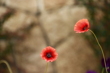 Ywei schoene rote Blumen