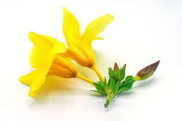 Champa, yellow flower isolated