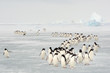 Annual migration of Adélie penguin