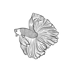 Black and white line vector drawing of male siamese fighting fish on isolated white background. Using for logo , print , website and etc.