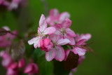 Fototapeta Storczyk - pink flowers in garden