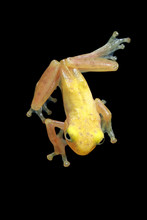 Overhead View Of A Golden Tree Frog, Indonesia