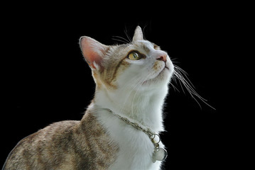 Close-up Domestic Cat Curiously Looking Upward Isolated on Black Background