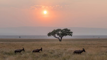 Antelope Crossing Savannah During Sunset