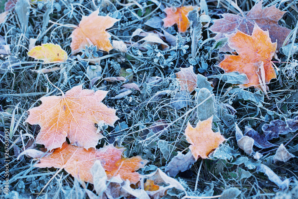 autumn background with leaves in frost - obrazy, fototapety, plakaty 