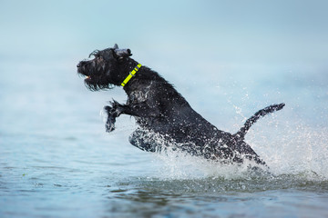 Wall Mural - Giant schnauzer dog running in the water