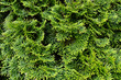 Pine tuya (thuja) evergreen leaves background or wallpaper texture. Bright green juicy.